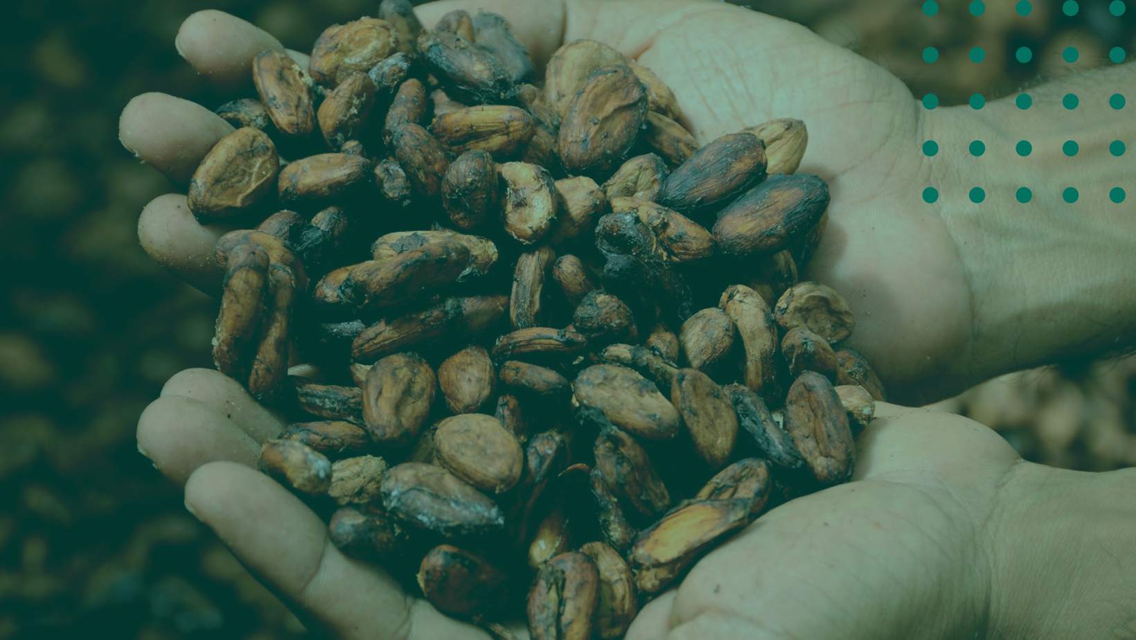 Bolsa de valores del cacao: Qué debes saber sobre este commodity